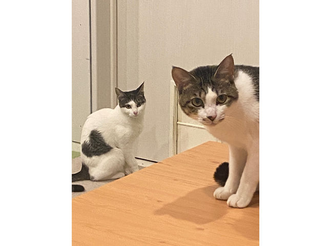 猫カフェ まんぼう