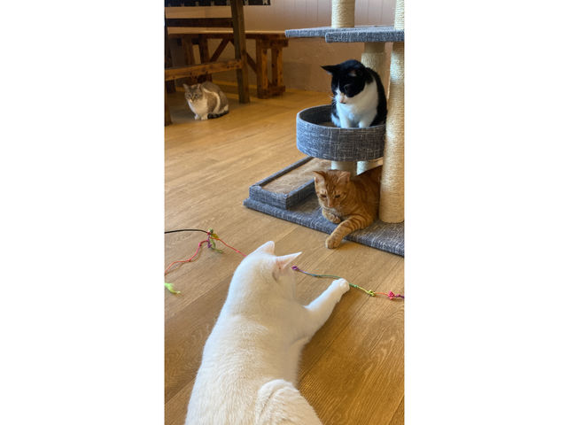 猫カフェ まんぼう