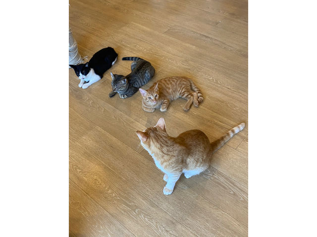猫カフェ まんぼう