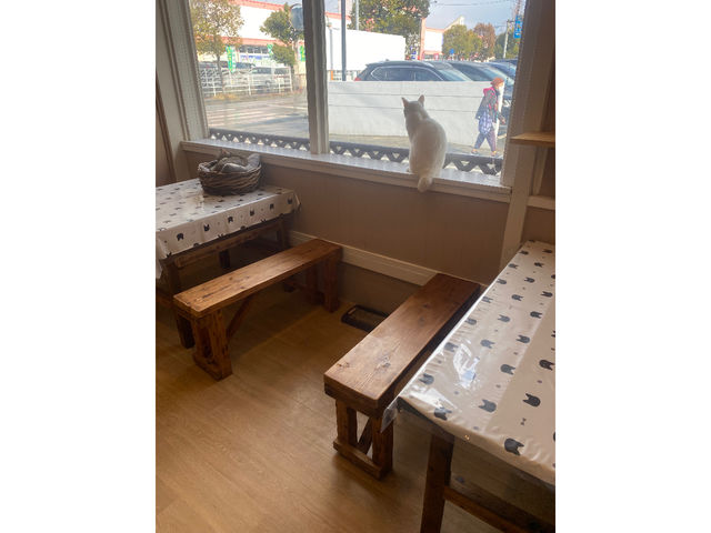 猫カフェ まんぼう