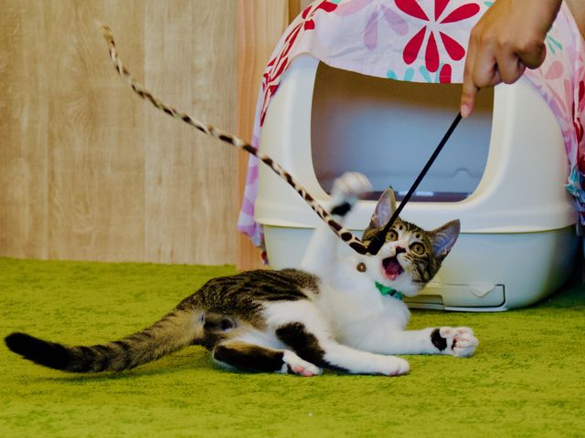 CAT HOUSE_3S VILLAGE 八幡平