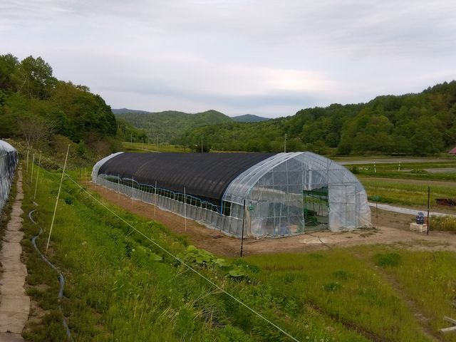 いちごビニ−ルハウス_栗田農園