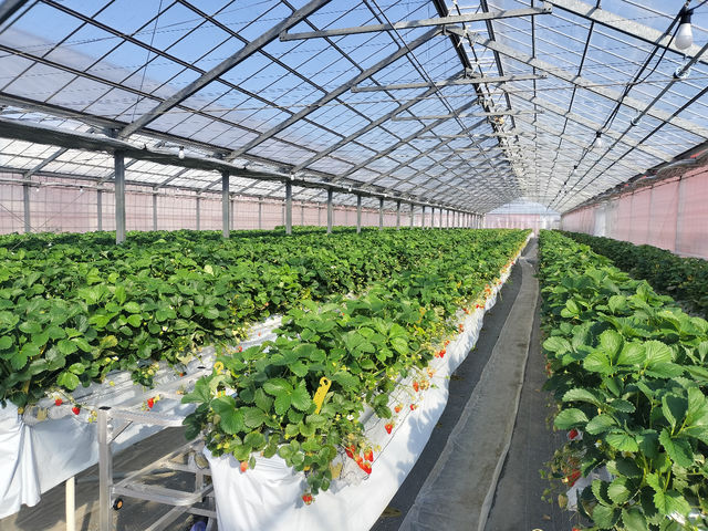 紅ほっぺ_グリーンファーム岩槻 高曽根いちごハウス