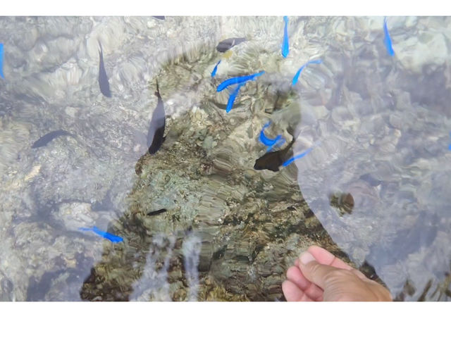 水面からでもこんなに魚達を観察出来るよ!_やんばる保育