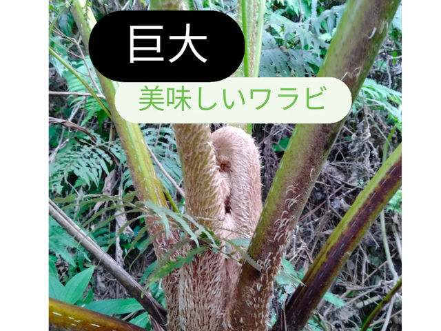 山遊びで、ヘゴシダの巨大ワラビを見る事が出来るよ!山芋の食感で美味しいワラビ!_やんばる保育