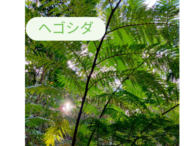 山遊び、古代から群生するヘゴシダ、気分はジャングル探検!_やんばる保育