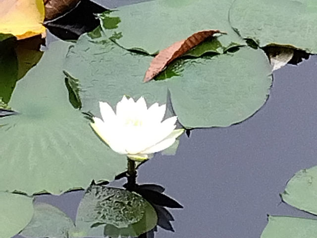 照南湖ビオパーク