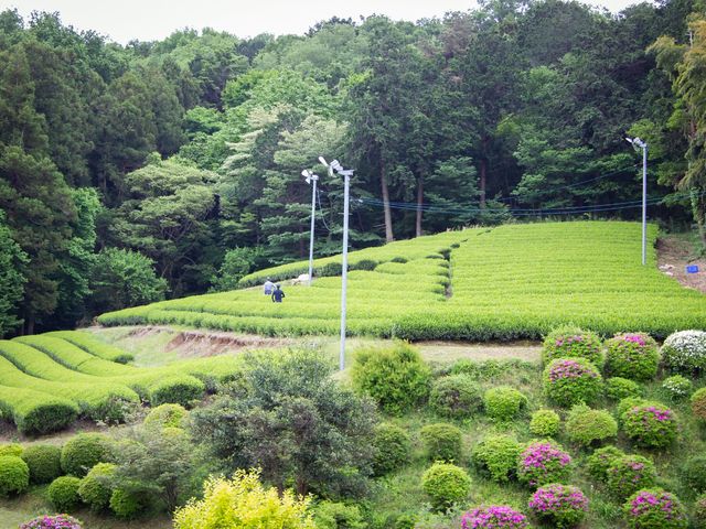屋敷前の茶畑です。こちらで作業して頂く事もあります!_狭山茶農家ささら屋