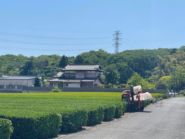 ささら屋には全部で12の畑があります!こちらの畑での農作業体験になることも!_狭山茶農家ささら屋