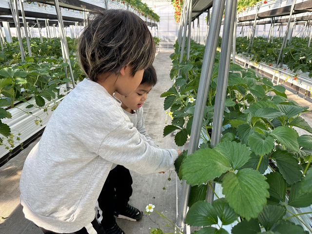 県内にはここにしかない多段式栽培のため、小さなお子さまでもいちご狩りが楽しめます!通路も広々しているためベビーカーや車椅子でも通れますよ♪_甘熟いちごや 燦燦園