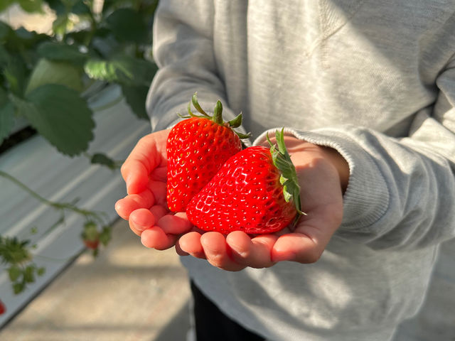 いちご一筋50年。こだわり抜いたいちごが沢山実っています♪「紅ほっぺ」をはじめ「もういっこ」や「かおり野」等々、複数品種の食べ比べができちゃう◎_甘熟いちごや 燦燦園