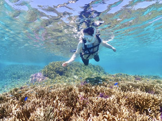 珊瑚礁も見ることができます!_SUNSHINE MARIN 宮古島