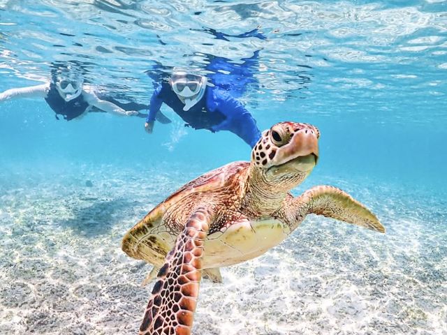 かわいいウミガメと一緒にお写真を撮影しよう♪_SUNSHINE MARIN 宮古島