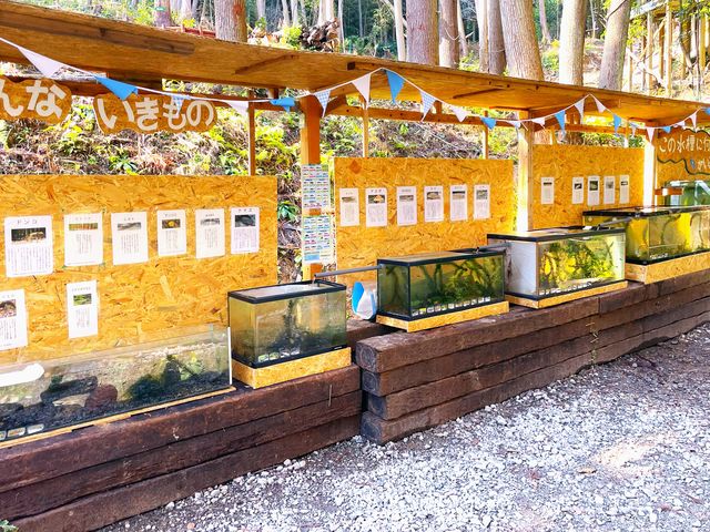 オサカナカン_フォレスト鉄道キャンプ場