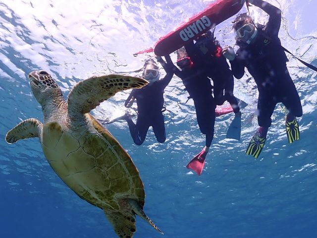 完全貸切1組限定!ウミガメシュノーケルツアー!_イケメンパラダイス 宮古島