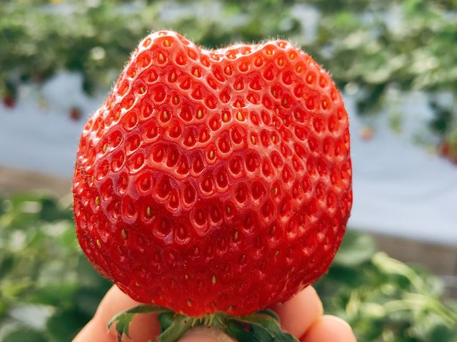 the BERRY YOKOHAMA