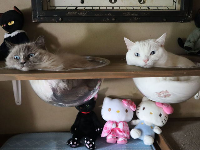 猫カフェいかろす