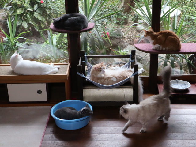 猫カフェいかろす