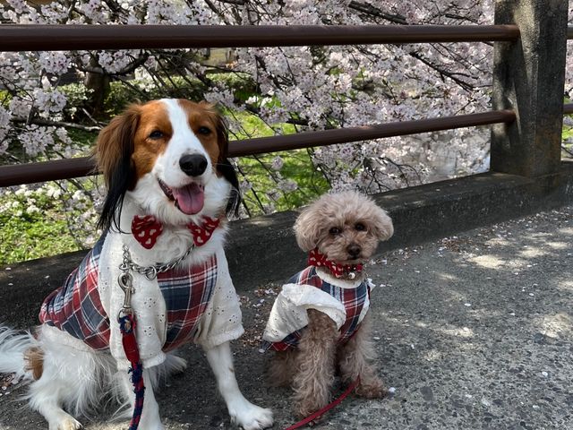 愛犬と一緒に!
タンクトップと思い出を作ろう♪_犬服教室 CHERRY-LOULOU