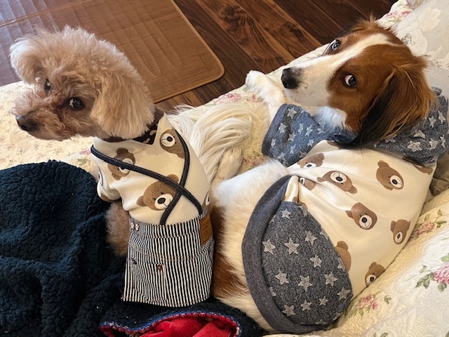 何か呼びましたか?_犬服教室 CHERRY-LOULOU