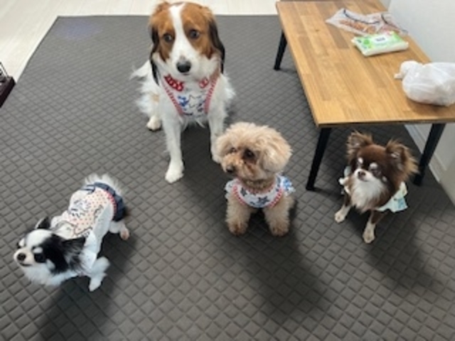 休憩中はわんこのおやつタイム!_犬服教室 CHERRY-LOULOU