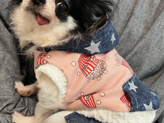出来立てを試着!ぴったり〜♪可愛いっ♪_犬服教室 CHERRY-LOULOU