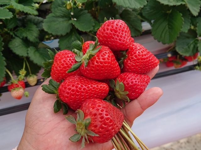 あまいの大好き!農園