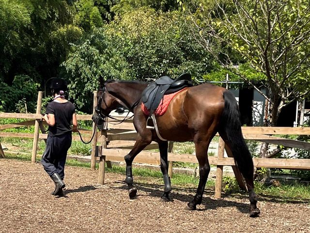 馬禅体験で馬と歩きながら自分を探す旅に出かけよう。_葉山道草牧場