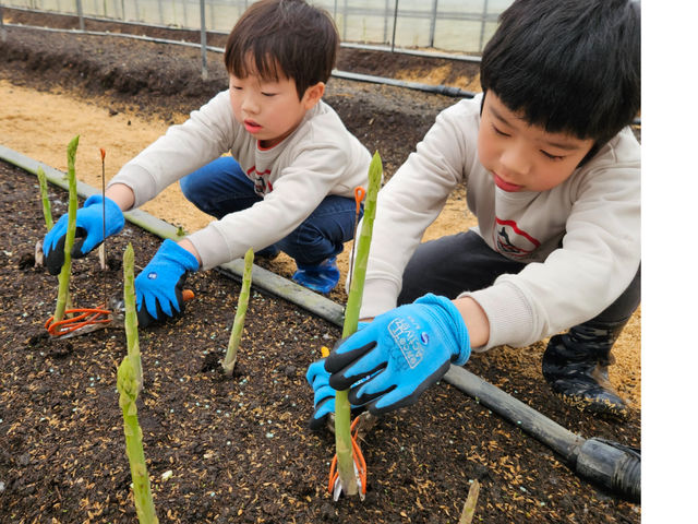 毎年初収穫は子供達にしてもらいます。
子供でも上手にハサミを使って収穫できます。
切りたてはアスパラの水分が滴り、香りが良くそのまま食べれます。_ひがじま農園