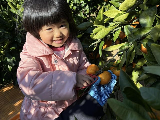 青島みかんの収穫体験です_杉山農園