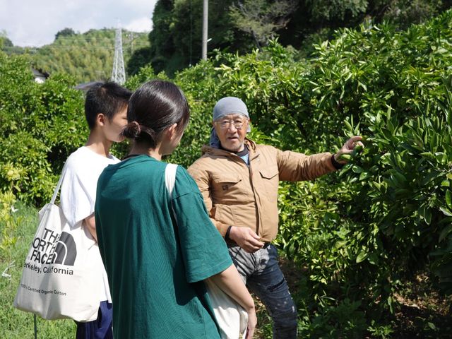 青島みかん摘果体験です_杉山農園