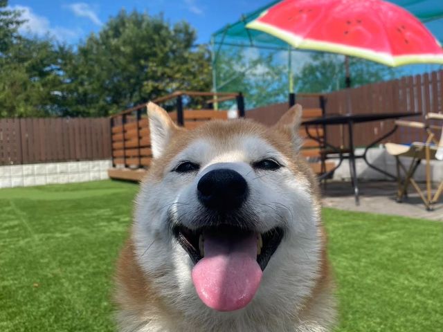 グランピングサイトとサイトCでは愛犬とものんびり楽しむことができます。_ガーデンバーベキュー egg