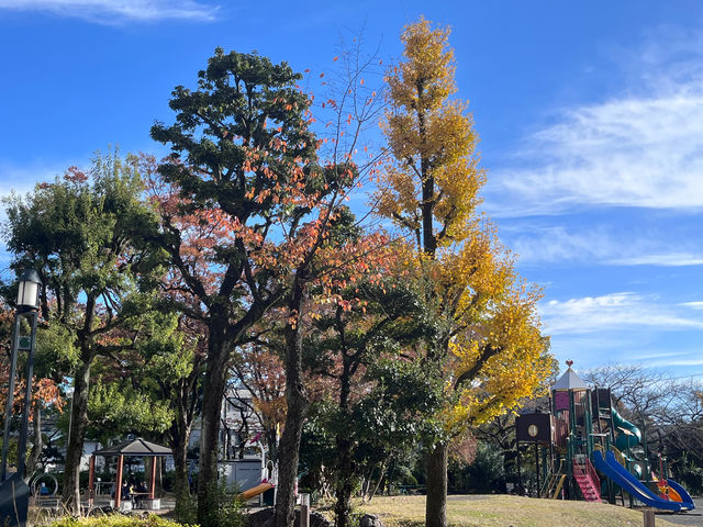 もくせい会館の南側の大きな公園_自力整体教室【静岡・もくせい会館】