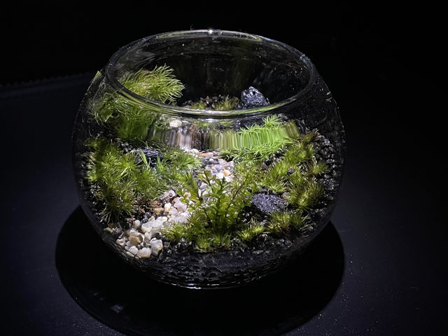 見本_Moss Country