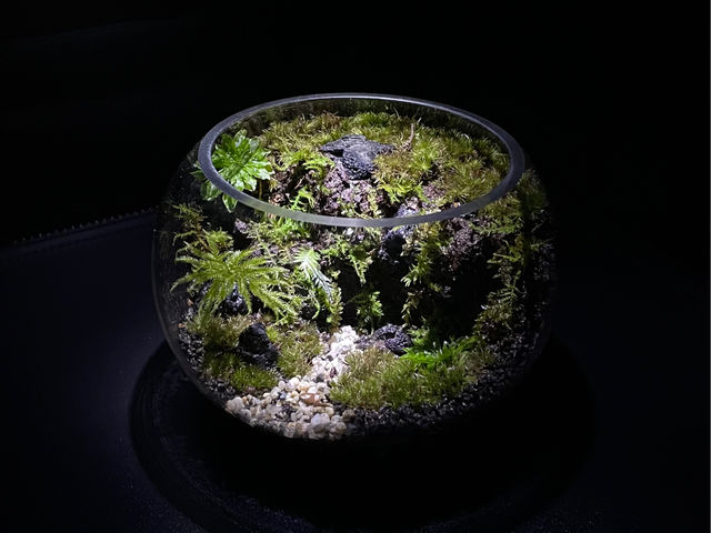 販売作品_Moss Country
