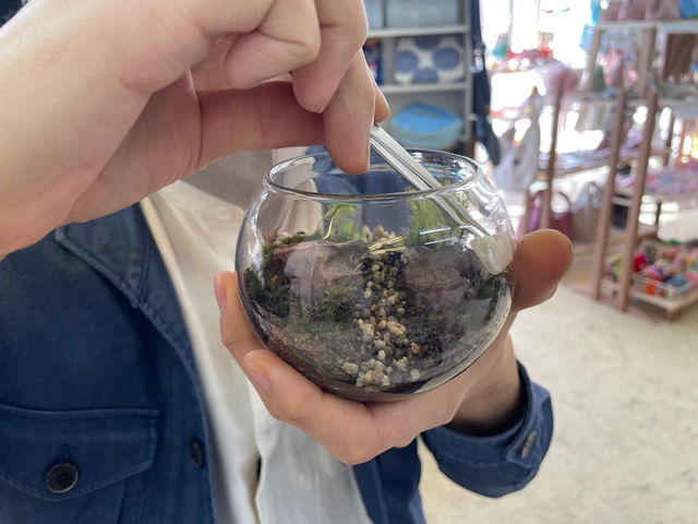 苔の植え込み_Moss Country