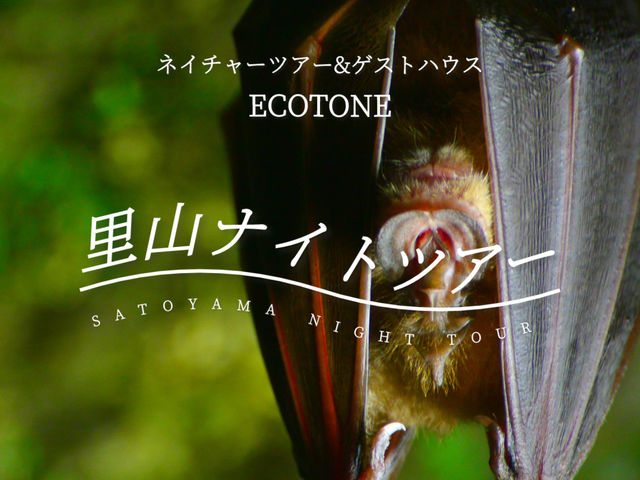 夜の生き物たちが主役のナイトツアーも。_ネイチャーツアー Ecotone