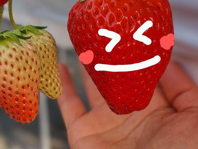 いちご農園 きらり