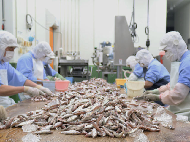 お魚をさばいている様子_安岡蒲鉾 本社・工場