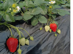 大空いちご園の写真1