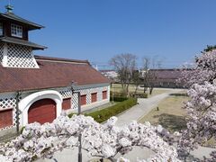 旧新潟税関庁舎の桜の写真1