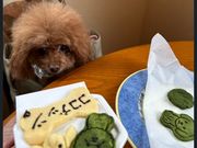 ドッグカフェ MUSUBU KITCHENの写真4