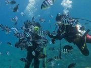 サマースノー マリンサービス 【沖縄】の写真2