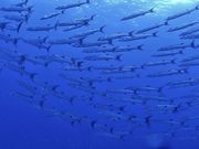 サマースノー マリンサービス 【沖縄】の写真4