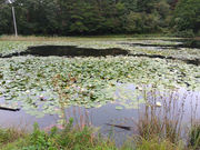 照南湖ビオパークの写真2