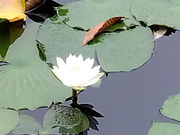 照南湖ビオパークの写真3