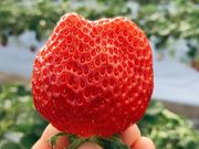 the BERRY YOKOHAMAの写真3