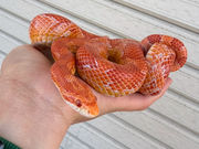 ふれあい体験型動物園・ペットショップ オスカー'sの写真2