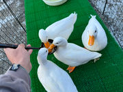 ふれあい体験型動物園・ペットショップ オスカー'sの写真3