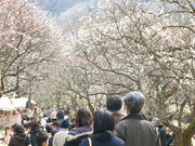 熱海梅園 JOYカートの写真2